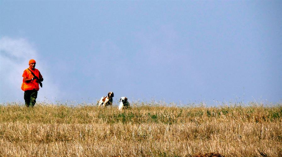 Λίγα λόγια για το Ορτύκι.