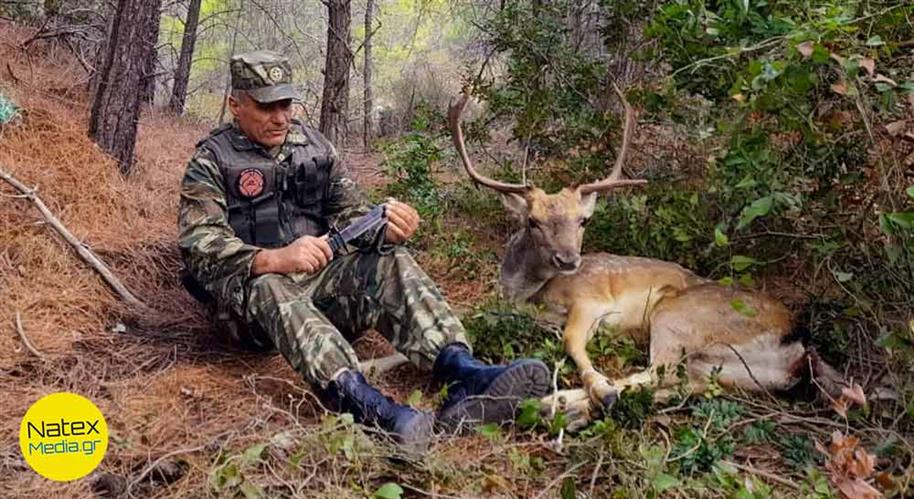 Αρσενικό ελάφι στη Ρόδο δείχνει εμπιστοσύνη στον σωτήρα του.